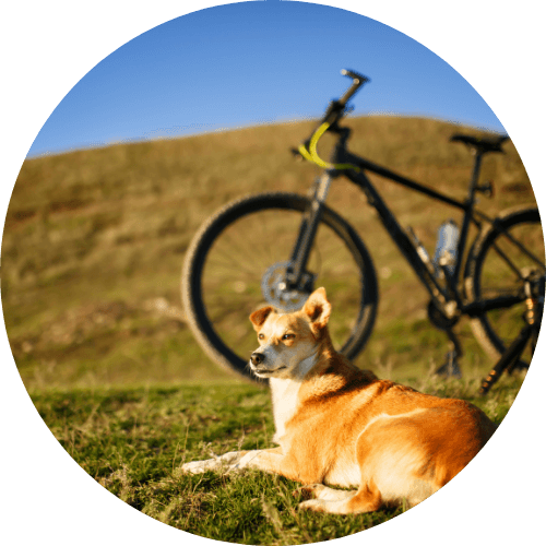 Hond