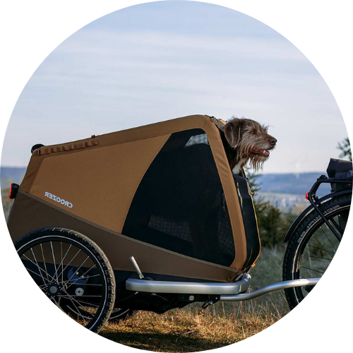 Hond in fietskar