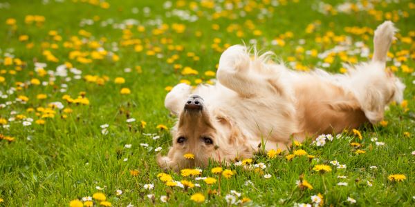 Hond