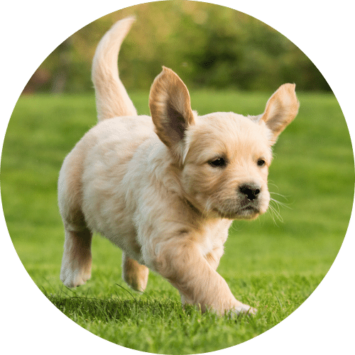Puppy