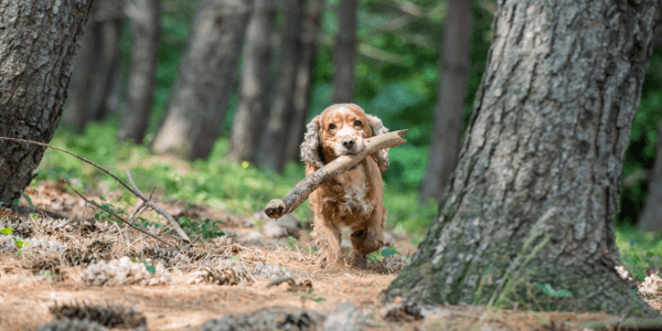 Hond