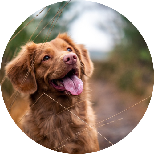 Hond