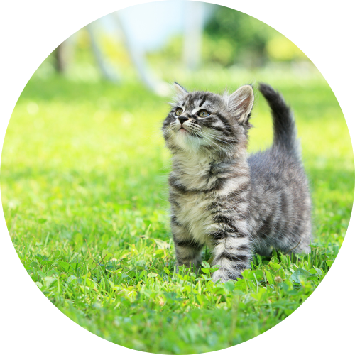 Kitten