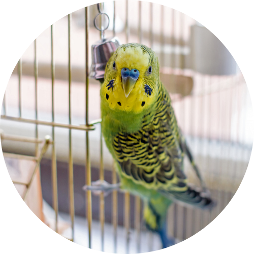 Vogel