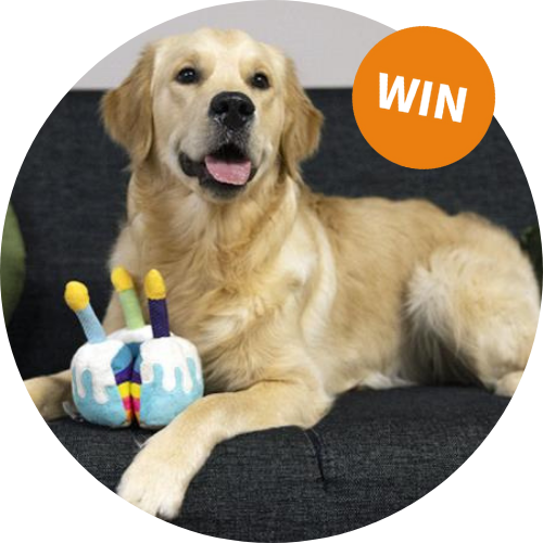 winactie