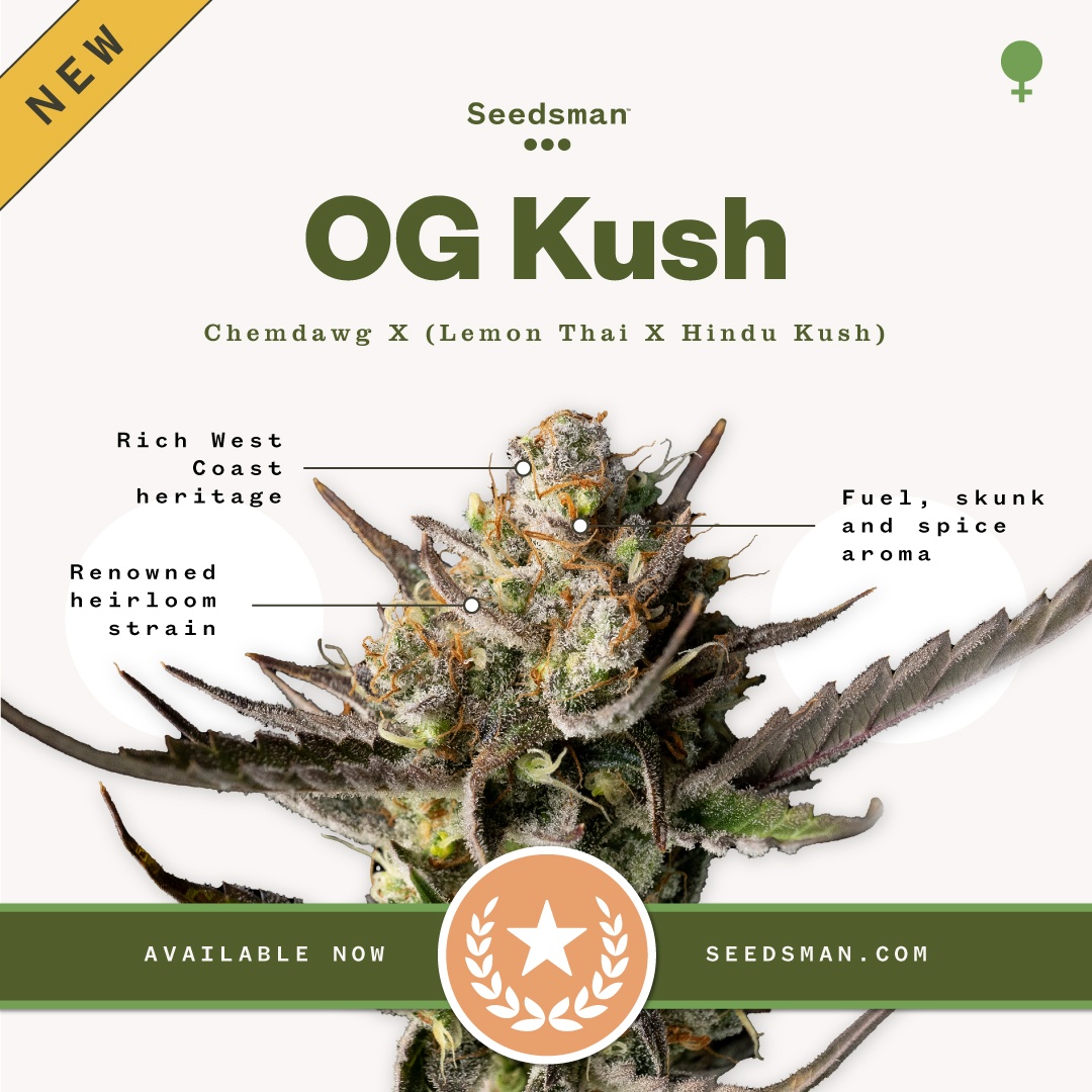 New strain alert > Seedsman OG KUSH 🚨 - Seedsman