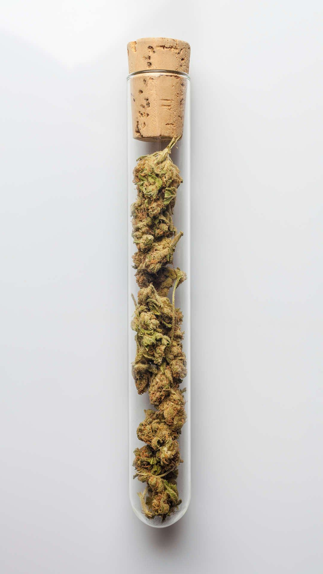 Follow the Seedsman blog